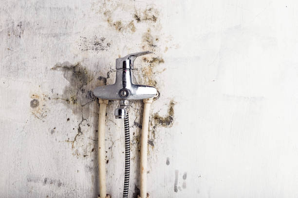 Best Industrial Mold Remediation in Talpa, NM
