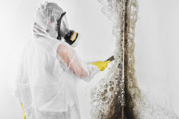 Best Industrial Mold Remediation in Talpa, NM