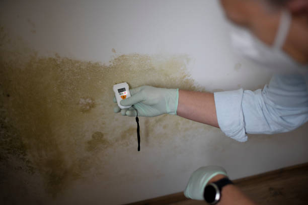 Trusted Talpa, NM Mold Remediation Experts