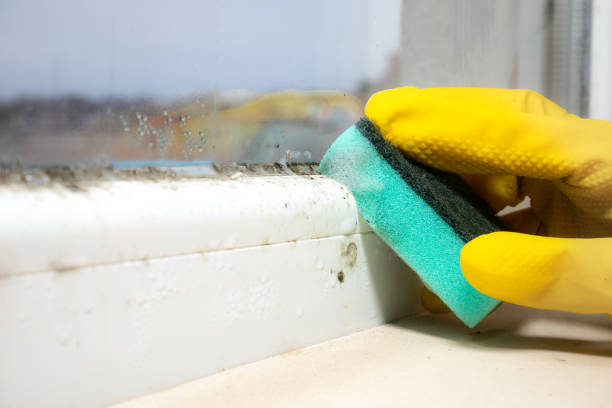 Best Kitchen Mold Remediation in Talpa, NM