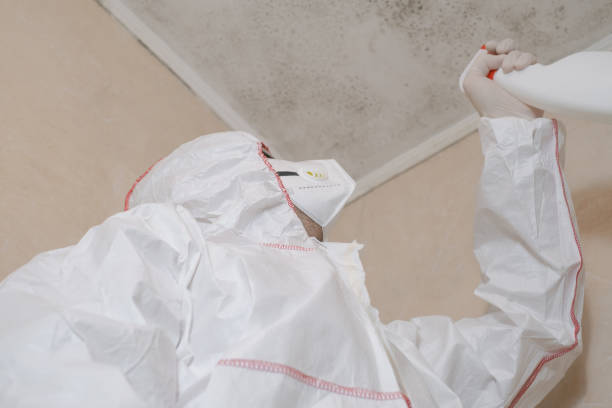 Best HVAC Mold Remediation in Talpa, NM