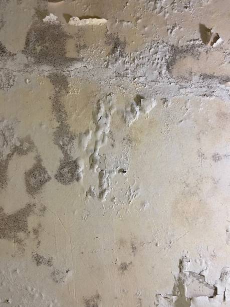 Best Black Mold Remediation in Talpa, NM