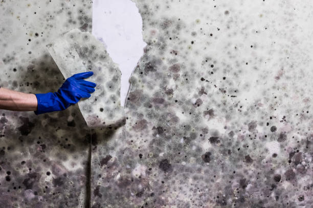 Best Commercial Mold Remediation in Talpa, NM